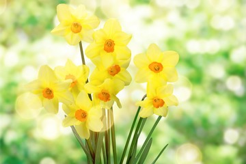 Daffodils isolated on white background, spring flowers