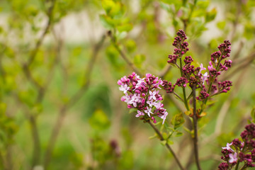 Fototapeta na wymiar Close up spring lilac blossoming buds. Macro spring natural backgroung.