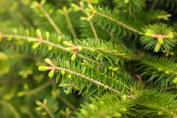 Close up tree spring new shoots. Green macro background with renewal tree in selective focus.