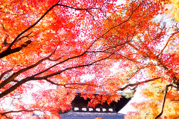 京都 寺の秋たけなわ