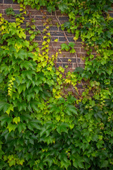 Green Ivy against brown brick wall