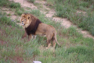 Naklejka premium King