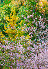秋桜の里 小原