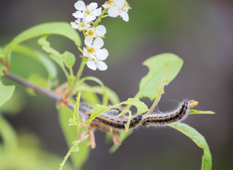 caterpillars eat green leaves. insects are pests of plants. caterpillars close-up.