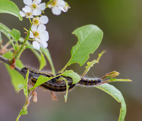 caterpillars eat green leaves. insects are pests of plants. caterpillars close-up.