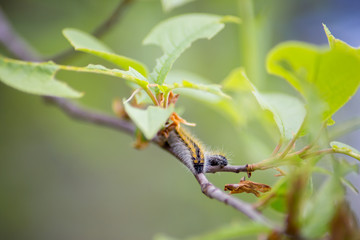 caterpillars on a branch with green leaves. insects are pests of plants. caterpillars close-up.