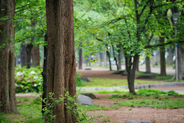 Fototapeta premium 雨の靭公園
