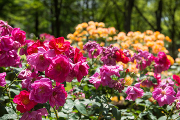 靭公園