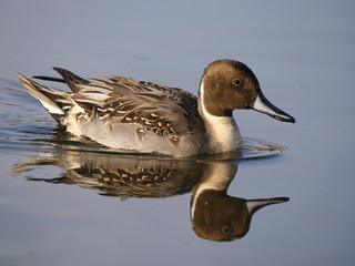 オナガガモ（雄）