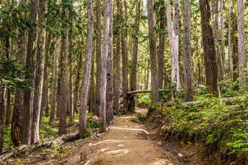 beautiful hiking trail with tall trees in garibaldi provincial park canada.