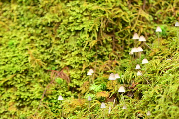 苔と小さなキノコ