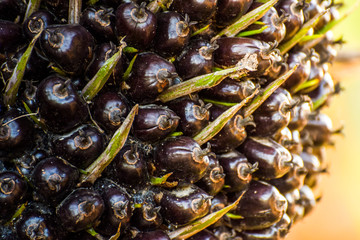 Ripe kernels on a palm tree at the palm oil tree plantation,tropical plant for bio diesel production