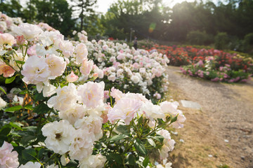 靭公園