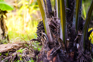 Ripe kernels on a palm tree at the palm oil tree plantation,tropical plant for bio diesel production