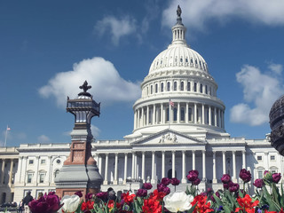 capitol building, flowers and fountain in washington dc