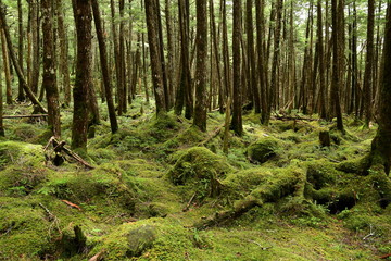 苔の森