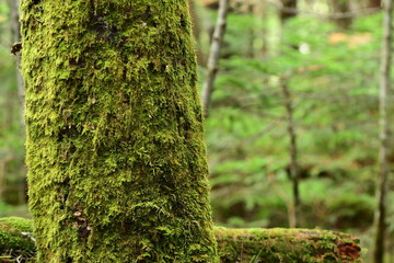 苔の森