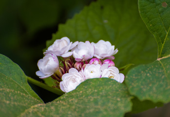 Blooming rose clerodendrum (Clerodendrum fragrans) flower, Cashmere Bouquet ,Honolulu Rose ,Stick Blush as ornamental plant in Thailand