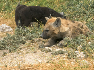 shot of hyena cubs play fighting in amboseli