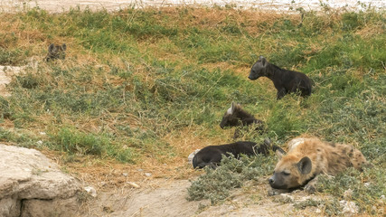 wide shot of hyena cubs in amboseli