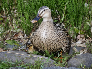 カルガモ親子
