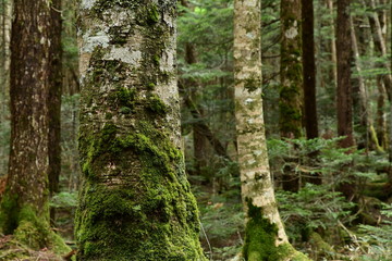 苔の森