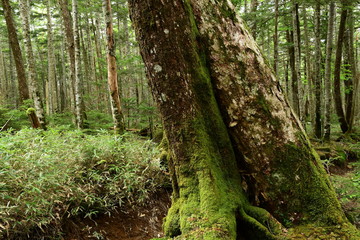 Naklejka premium Moss covered trees in green forest.