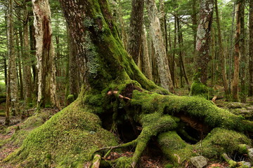 Moss covered trees in green forest.