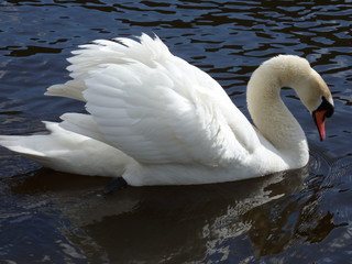 Naklejka premium Swan swimming in a lake