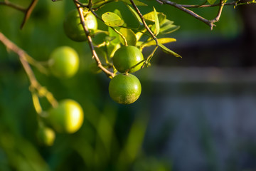 The Key lime is a citrus hybrid with a spherical fruit, The Key lime is usually picked while it is still green but it becomes yellow when ripe.