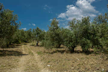 Olive trees passing road and blue sky.