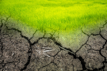 Drought and Green Nature