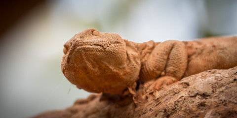 Scaly lizard on a rock in the sun