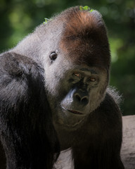 Obraz premium Closeup of a gorilla 