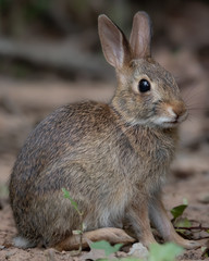 Fototapeta premium Close-up of a young wild rabbit