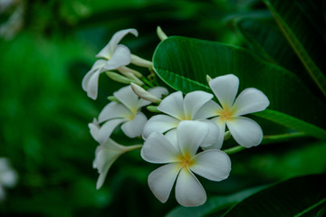 white flowers