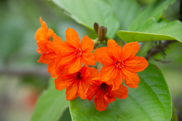 orange flower 
