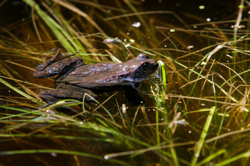 Frogs mating season