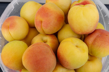 Fresh harvest of ripe apricots. Very large bright beautiful juicy ripe apricots in a clear bucket. Concept of summer harvest, nature, organic food and gardening, vitamins