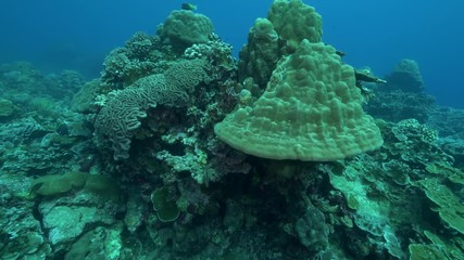Natural Pristine Coral Reef no bleaching or death