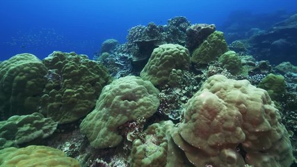 Natural Pristine Coral Reef no bleaching or death