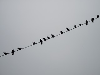 birds on wire