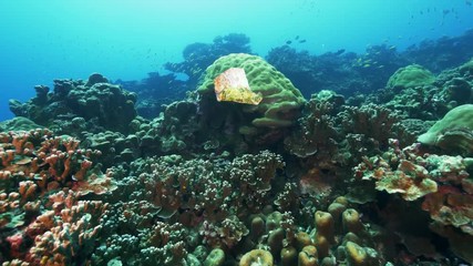 Natural Pristine Coral Reef no bleaching or death