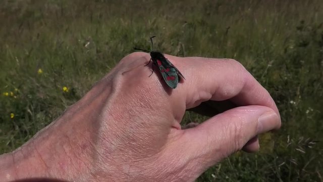 A Six Spot Burnet Moth landed on a hand