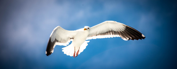 Seagull in flight