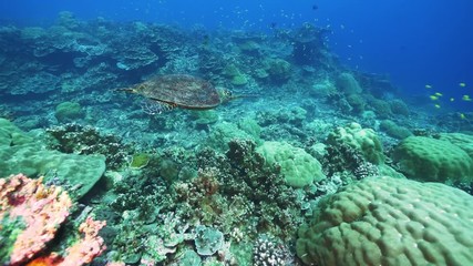 Natural Pristine Coral Reef no bleaching or death