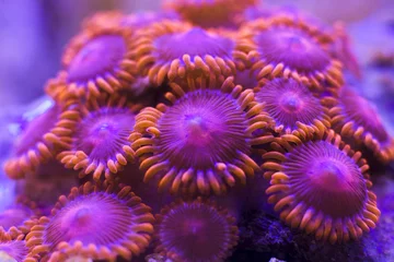 Gordijnen Colorful zoanthus coral colony © Beto