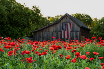 Garden of vivid red poppies © Terri