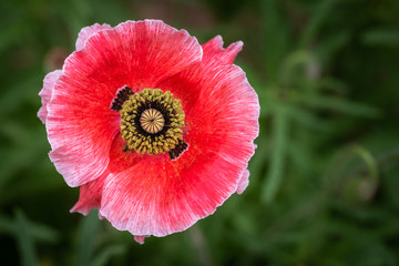 Single pink and red poppy close up