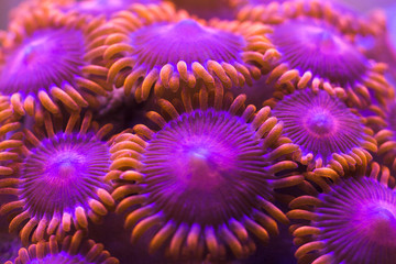 Colorful zoanthus coral colony